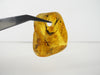 NATURAL BALTIC AMBER PENDANT FOCAL BEAD, LEMON 5.1 gm ALLUREGEM S1882