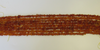 Genuine BALTIC Amber Beads, 2 STRANDS, Grade B/C, Light Honey 16" Alluregem E1170