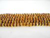 Genuine BALTIC AMBER Beads Strands Rondelle Lemon and Cognac 10-11 mm 8" Alluregem E2104