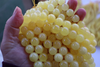 Natural Baltic Amber Beads, Round Drilled Butter White 6mm - 14mm 16" Alluregem E2982
