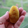 BALTIC Amber Pendant Bead, Natural, Very Unique Extra Large Butter Focal 10.5 gm Alluregem E3136
