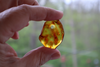 GENUINE BALTIC Amber Pendant Bead, Dark Honey Focal 4.6 gm Alluregem E3138