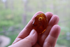 GENUINE BALTIC Amber Pendant Bead, Dark Honey Focal 4.6 gm Alluregem E3138