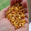 Natural Baltic Amber Beads, Extra Small Mixed Baroque Beads, Available in 5- 20 Gram Packs, More than 150 beads per 10 grams Alluregem E3141