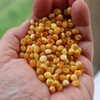 Natural Baltic Amber Beads, Extra Small Mixed Baroque Beads, Available in 5- 20 Gram Packs, More than 150 beads per 10 grams Alluregem E3141