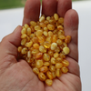 Natural Baltic Amber Beads, Extra Small Butterscotch Oval Beads, Available in 5- 20 Gram Packs Alluregem E3142