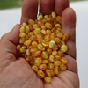 Natural Baltic Amber Beads, Extra Small Butterscotch Oval Beads, Available in 5- 20 Gram Packs Alluregem E3142