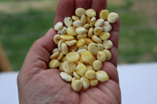 Natural Baltic Amber Beads, Large Flat White Rondelle Beads, 8 - 10mm, Available in 5- 20 Gram Packs Alluregem E3144