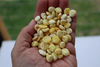 Natural Baltic Amber Beads, Large Flat White Rondelle Beads, 8 - 10mm, Available in 5- 20 Gram Packs Alluregem E3144