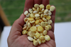 Natural Baltic Amber Beads, Large Flat White Rondelle Beads, 8 - 10mm, Available in 5- 20 Gram Packs Alluregem E3144