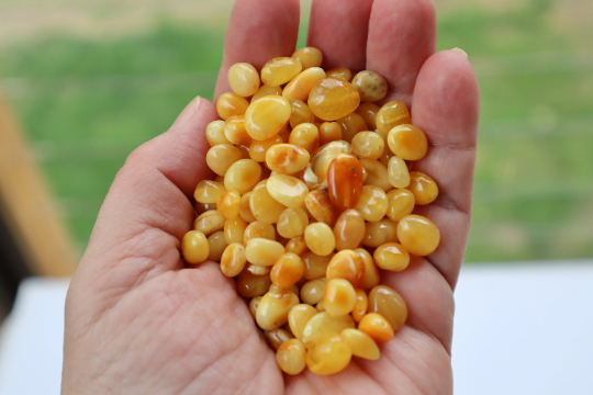 Natural Baltic Amber Beads, Medium Oval Beads, Available in 5- 20 Gram Packs Alluregem E3145