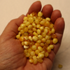 Natural Baltic Amber Beads, Medium Baroque Beads, 6 - 7mm Butter Available in 5- 20 Gram Packs Alluregem E3149