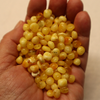 Natural Baltic Amber Beads, Medium Baroque Beads, 6 - 7mm Butter Available in 5- 20 Gram Packs Alluregem E3149