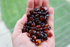 Natural Baltic Amber Beads, 7mm - 10mm Loose Beads, Medium Flat Oval Cognac, Available in 5 - 20 Gram Packs Alluregem E3150