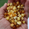 Natural Baltic Amber Beads, Medium Butterscotch Baroque Beads, Available in 5- 20 Gram Packs Alluregem E3151