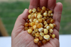 Natural Baltic Amber Beads, Medium Butterscotch Baroque Beads, Available in 5- 20 Gram Packs Alluregem E3151