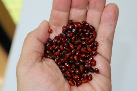 Genuine Baltic Amber Beads, Extra Small Dark Cognac Beads, Available in 5- 20 Gram Packs, approx 5 - 7mm Alluregem E2459