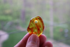 GENUINE BALTIC Amber Pendant Bead, Dark Honey Focal 4.6 gm Alluregem E3138