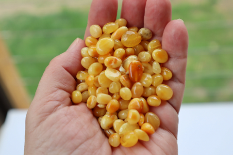 Natural Baltic Amber Beads, Medium Oval Beads, Available in 5- 20 Gram Packs Alluregem E3145
